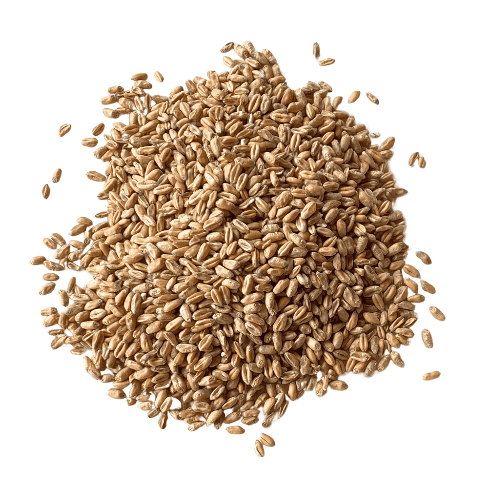 A small pile of milling wheat