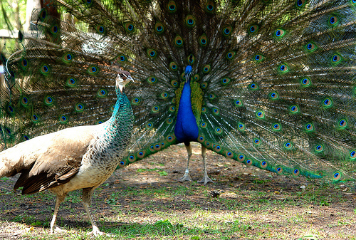 Indian Blue peacock displaying his tail with an Indian Blue Peahen in front on the Peacock