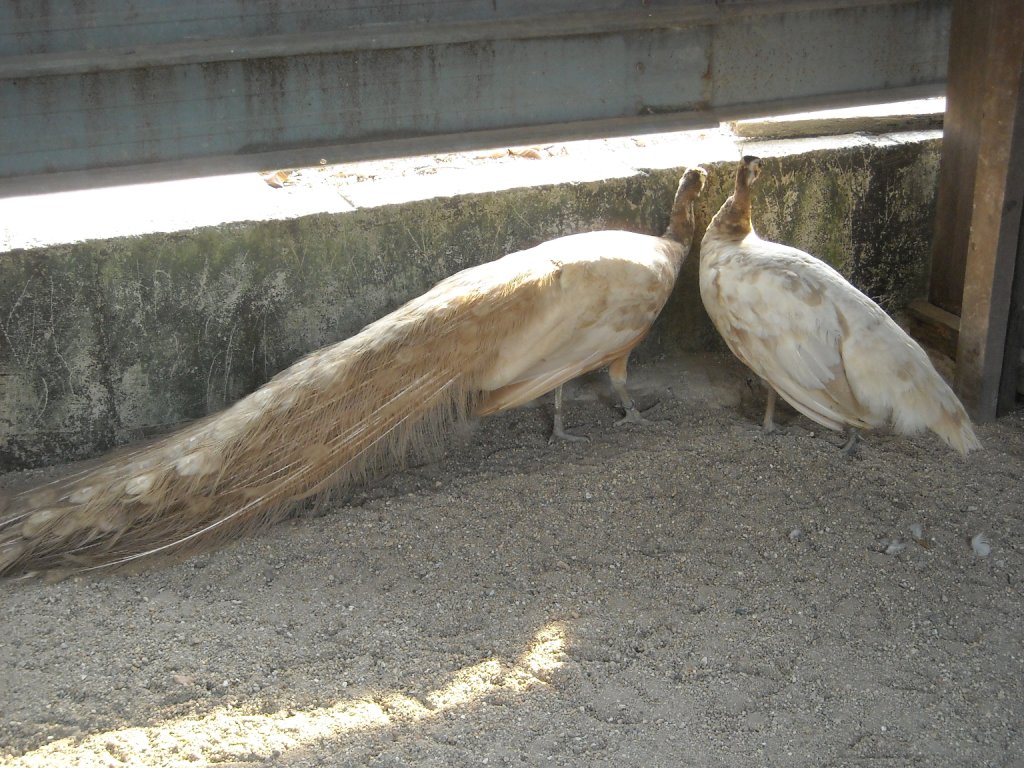 Cameo peacock with a full tail enjoying the morning sun with a Cameo peahen.