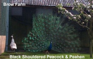 Black Shouldered Peacocks displaying his tail and a Black Shouldered Peahen looking on to the right.