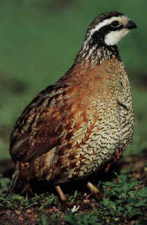 Bobwhite Quail Cock