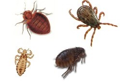 A picture of the external parasites fleas, lice and ticks that can live on peafowl.