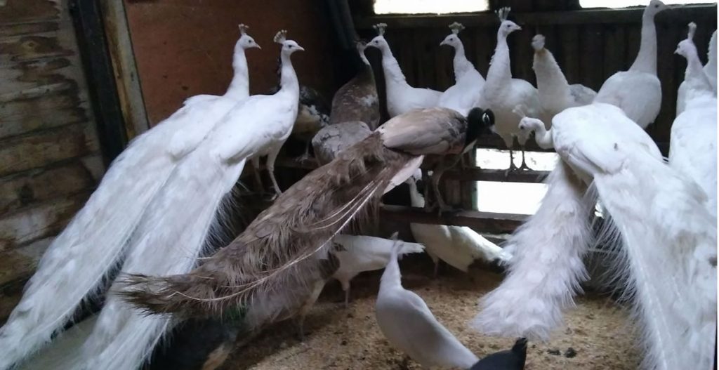 Full tailed white peacocks on perches along with one charcoal peacock. White peahens on the ground under.