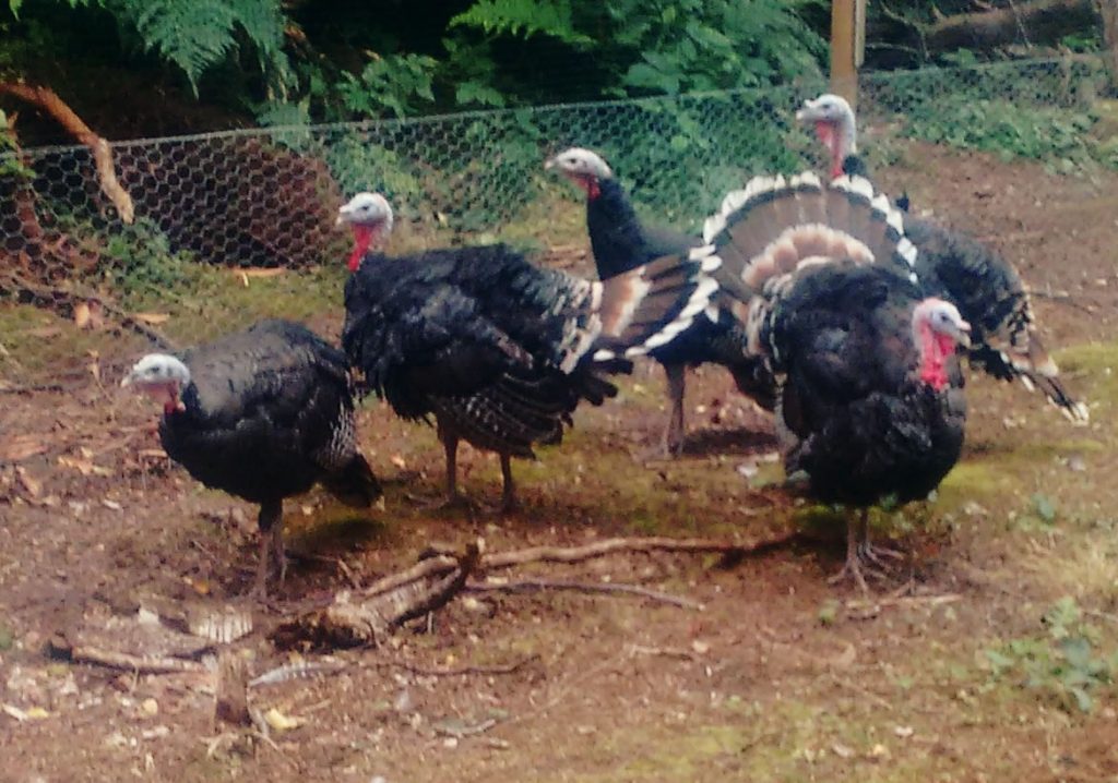 A group of 5 young Wild Turkey stags (toms). 2 of the birds are displaying with their wings down, tails up and fanned out. 