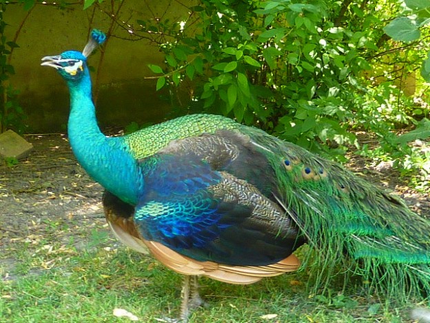 Emerald Spalding Peafowl (Full tailed Peacock)