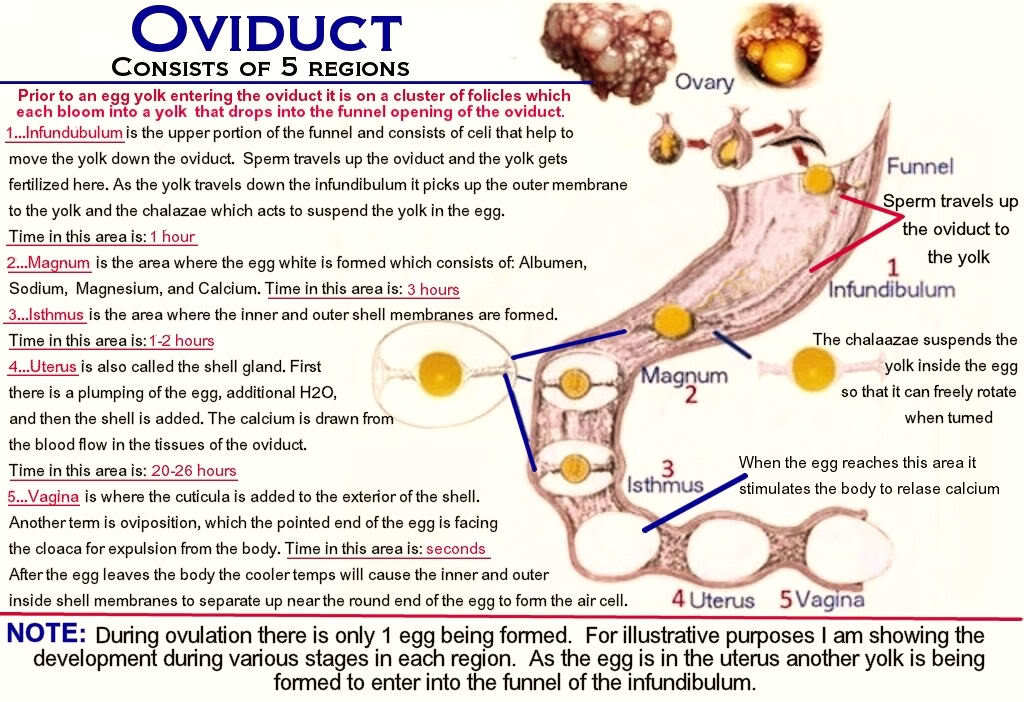 The forming of an egg before the peahen becomes egg bound 