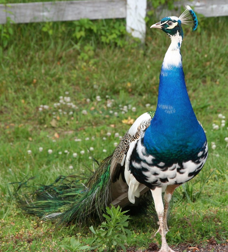 Indian Blue Pied Full Tailed Peacock