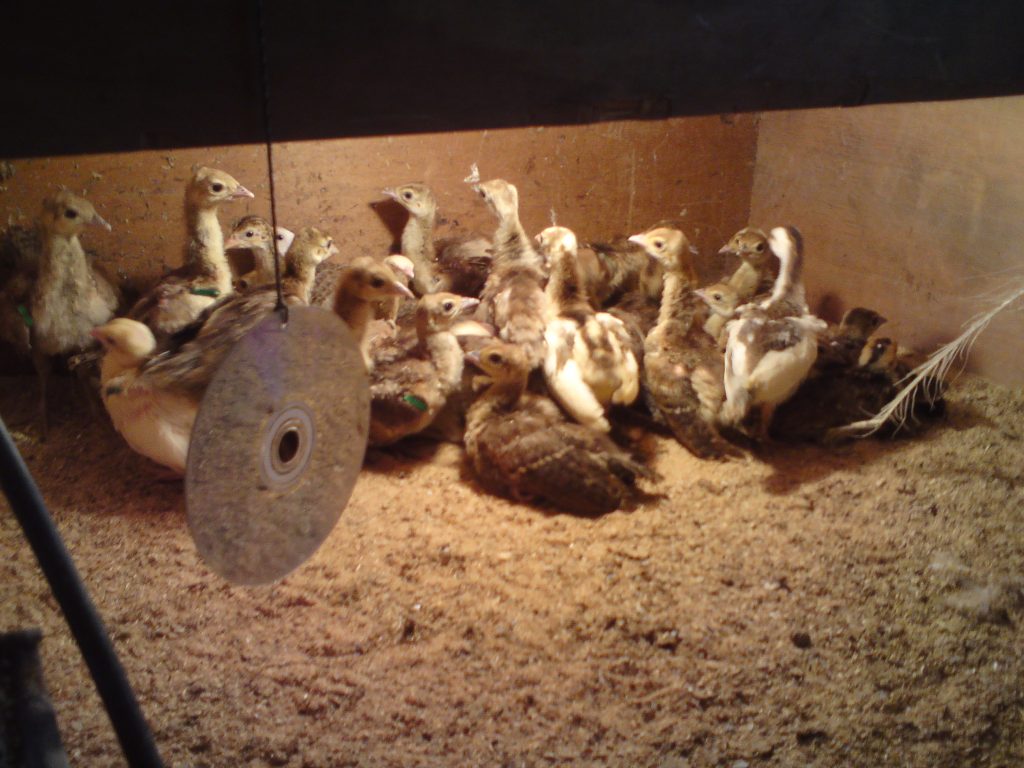 These are what make us peafowl breeders. Two week old peachicks enjoying the heated heat of the rearing sheds.