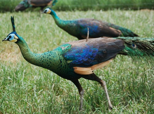 Java Green Peacock and peahen
