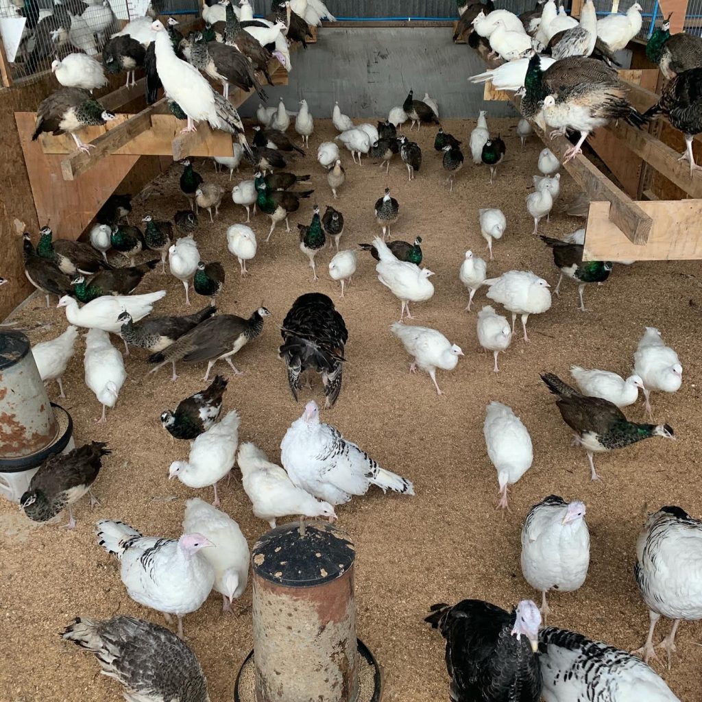 Peacocks for sale along with peahens and turkeys in this picture all hatched in 2020