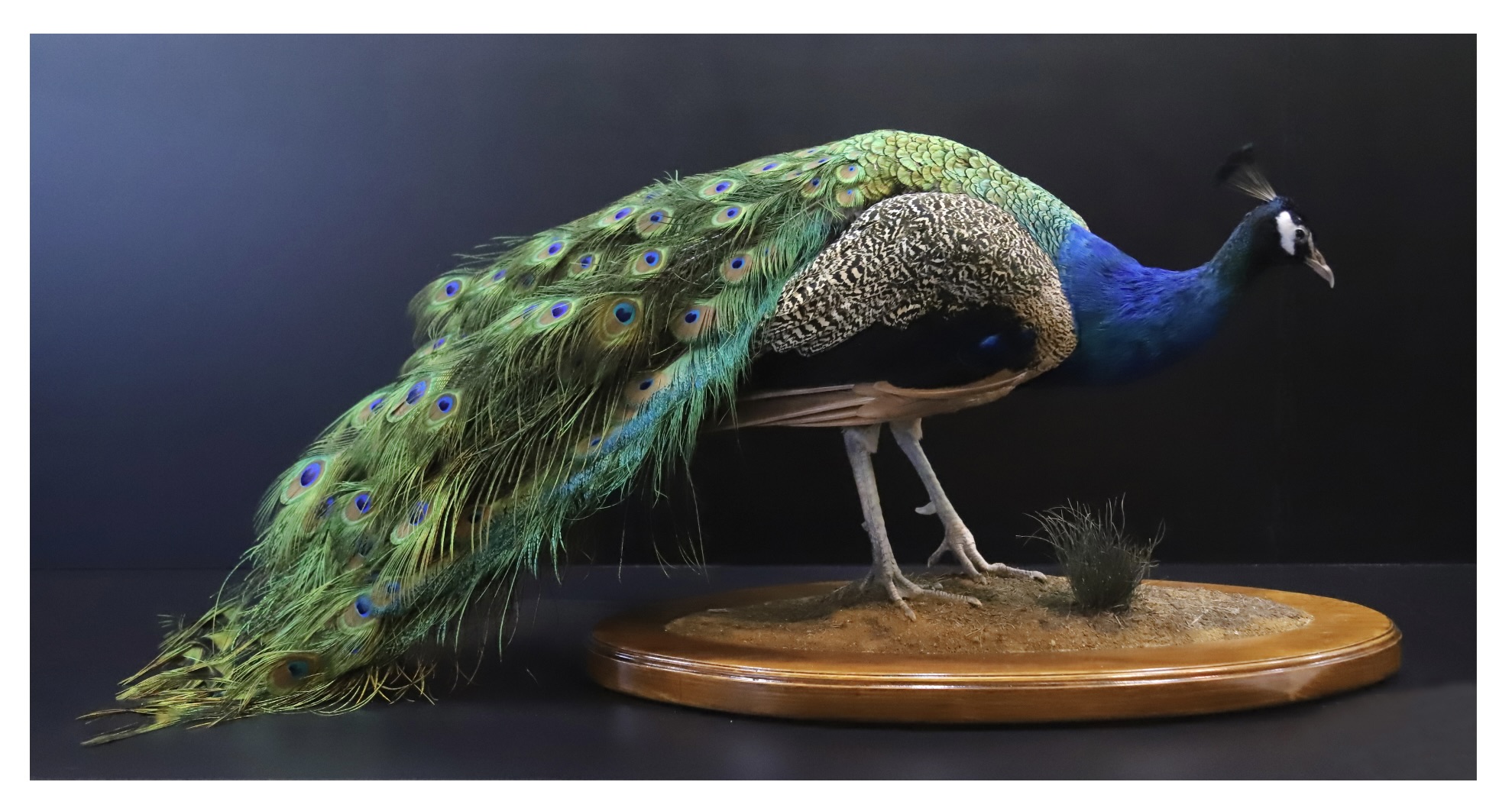 Peacock Taxidermy Brow Farm Breeding And Selling Peacocks Peahens