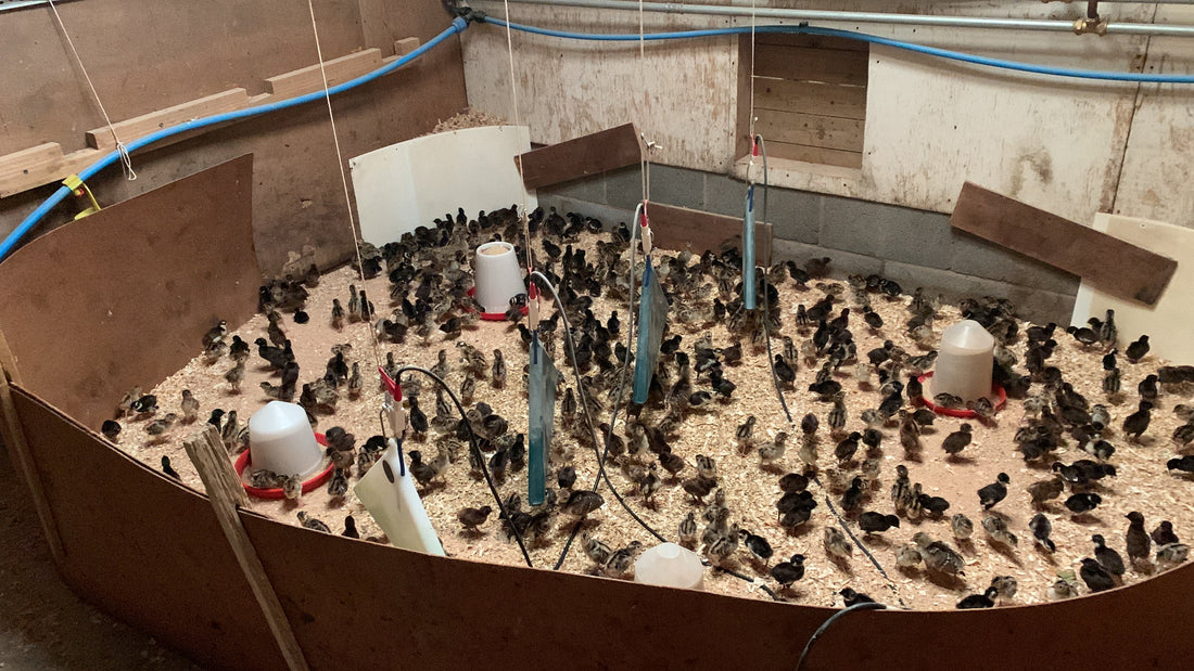 Indoor brooding pen at Brow Farm with pheasant and peafowl chicks on dry wood shavings, raised under a heated floor system. Multiple feeders and hanging drinkers visible.