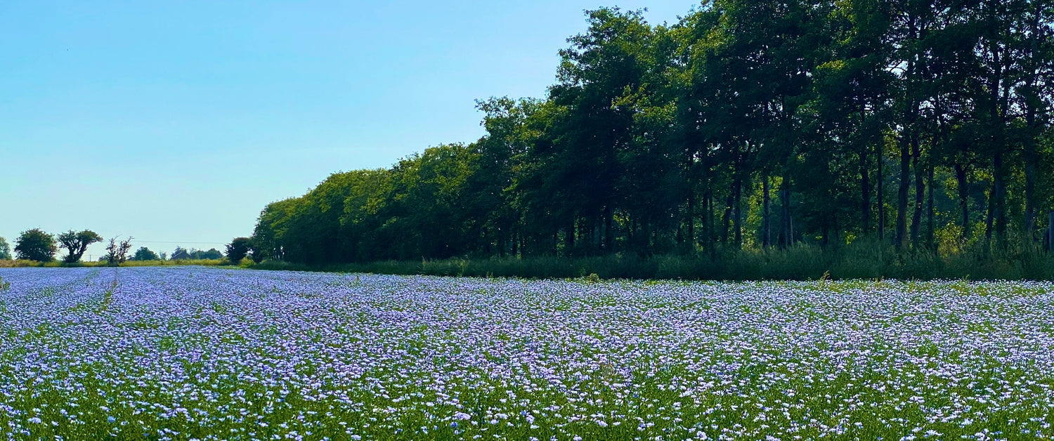A flowering field of linseed at Brow Farm
