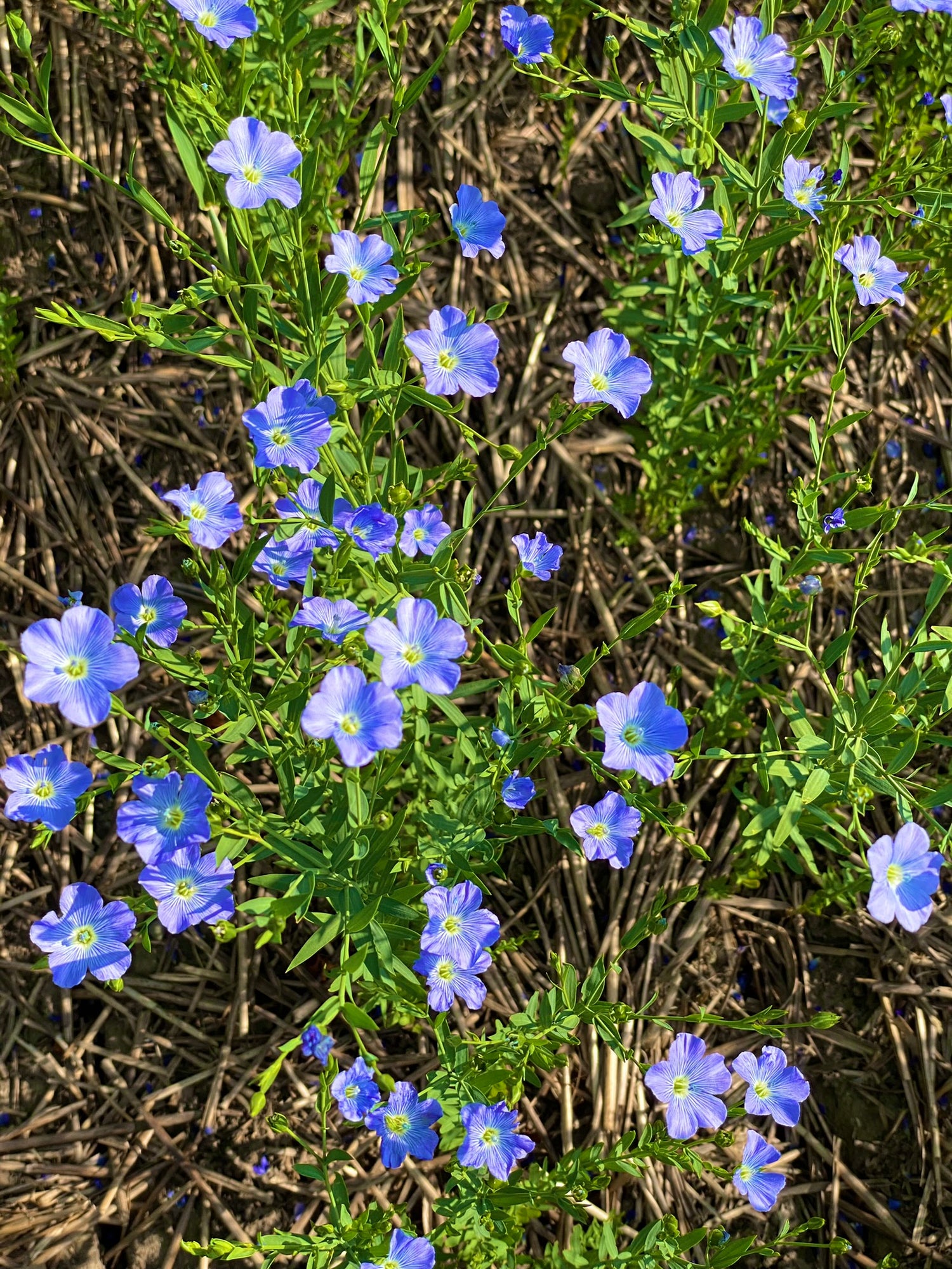 Linseed flowers blooming at Brow Farm