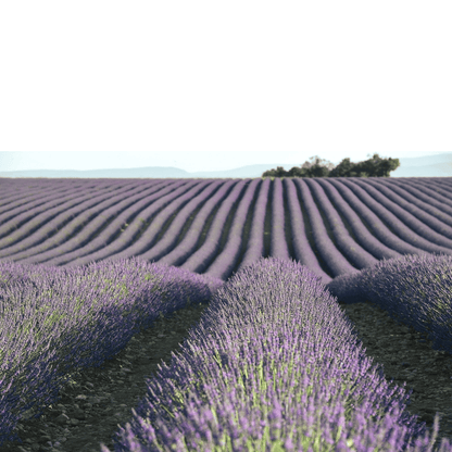 Organic Lavender Flower Buds From Provence