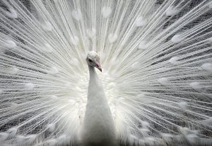 Welcome to Brow Farm Peafowl Brow Farm: Breeding and Selling Peacocks ...