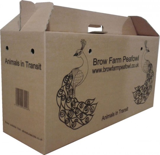 An image of a brown cardboard pet carrying box with two peacocks and Brow Farm Peafowl printed on the side. Delivery and collection