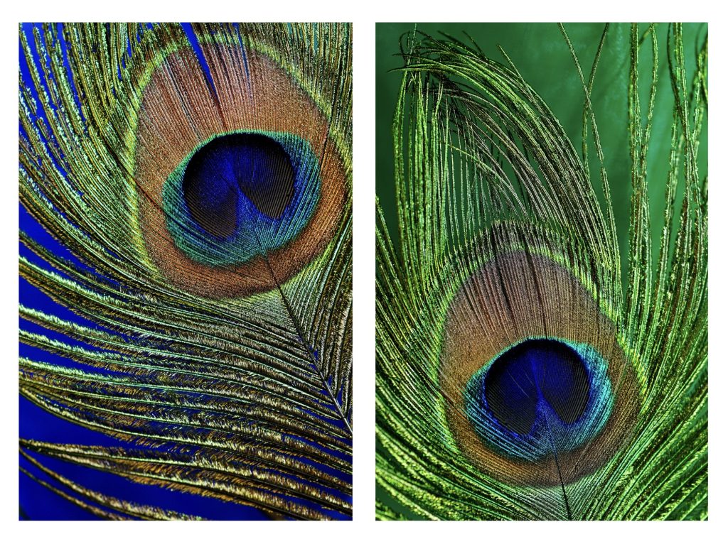 A photo of 2 train feather eye spots side by side, one with a blue background and the other a green background.