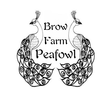Brow Farm Peafowl logo with 2 peacock mirror image graphics. Peafowl Varieties