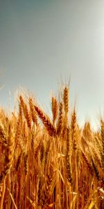 Ears of wheat under the summer sun
