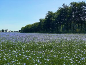 A field of Linseed in full flower on a summers day