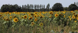 Sunflowers in one of the summer cover crops at Brow Farm