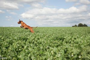 Fox red lab in a field of green peas.